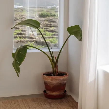 Canaryislandshost I Camellera דירה